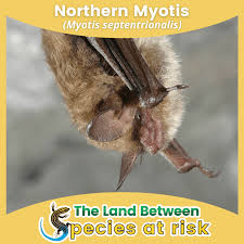 Attēlu rezultāti vaicājumam “Myotis sp.”