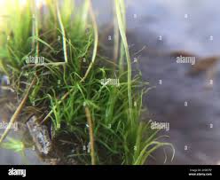 Attēlu rezultāti vaicājumam “Dicranales”