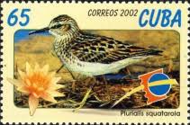 Image result for Calidris minutilla