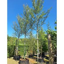 Attēlu rezultāti vaicājumam “Populus alba Nivea”