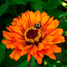 Image result for Zinnia elegans