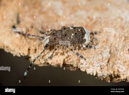 Attēlu rezultāti vaicājumam “Platystomos albinus”