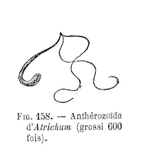 Attēlu rezultāti vaicājumam “Leiocolea collaris”