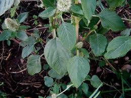 Attēlu rezultāti vaicājumam “Amaranthus retroflexus”