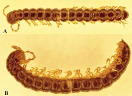 Attēlu rezultāti vaicājumam “Strongylosoma pallipes”