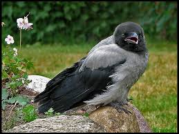 Attēlu rezultāti vaicājumam “Corvus cornix juvenile”