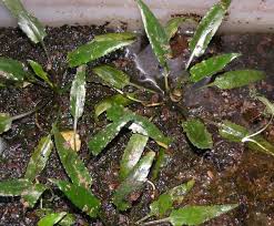 Attēlu rezultāti vaicājumam “Cribraria ferruginea”