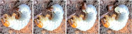 Attēlu rezultāti vaicājumam “Ceruchus chrysomelinus larva”