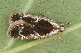 Attēlu rezultāti vaicājumam “Agonopterix hypericella”