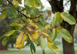 Attēlu rezultāti vaicājumam “Juglans regia leaf”