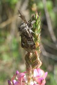 Attēlu rezultāti vaicājumam “Gynaephora selenitica”