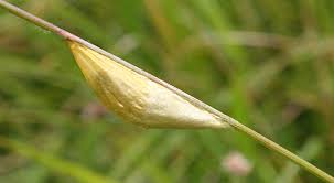 Attēlu rezultāti vaicājumam “Zygaena cocoon”