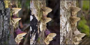 Attēlu rezultāti vaicājumam “Daedalea quercina”