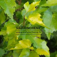 Attēlu rezultāti vaicājumam “Betula pendula”