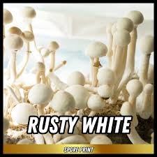 Attēlu rezultāti vaicājumam “Diderma montanum var. album spores”