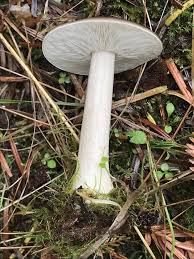 Image result for Melanoleuca rasilis var. pseudoluscina