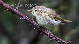 Attēlu rezultāti vaicājumam “Phylloscopus collybita”