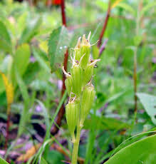 Attēlu rezultāti vaicājumam “Liparis loeselii flower”