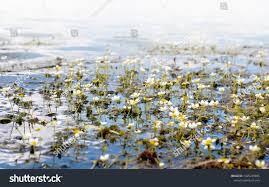 Attēlu rezultāti vaicājumam “Batrachium circinatum”