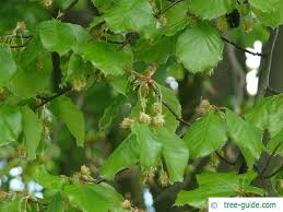 Attēlu rezultāti vaicājumam “Fagus sylvatica flower”