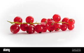 Attēlu rezultāti vaicājumam “Ribes rubrum fruit”