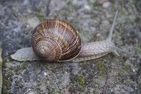 Attēlu rezultāti vaicājumam “Helix pomatia”