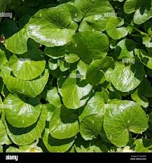 Attēlu rezultāti vaicājumam “Asarum europaeum”