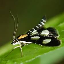 Attēlu rezultāti vaicājumam “Anania funebris”