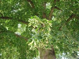 Attēlu rezultāti vaicājumam “Tilia platyphyllos subsp. platyphyllos”