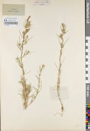 Attēlu rezultāti vaicājumam “Corispermum hyssopifolium”