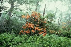 Attēlu rezultāti vaicājumam “Rhododendron calendulaceum”