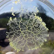 Attēlu rezultāti vaicājumam “Physarum globuliferum spores”