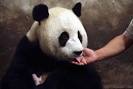 Why Is it so Hard for Pandas to Get Pregnant? - Mental Floss