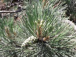 Attēlu rezultāti vaicājumam “Pinus nigra”