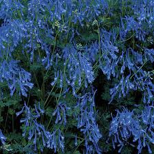 Attēlu rezultāti vaicājumam “Corydalis”