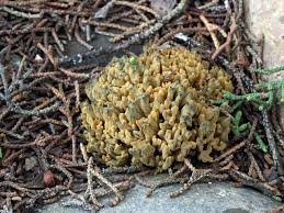 Attēlu rezultāti vaicājumam “Abietinella abietina var. hystricosa”