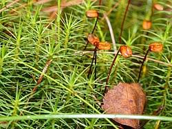 Attēlu rezultāti vaicājumam “Polytrichum juniperinum sporophyte”