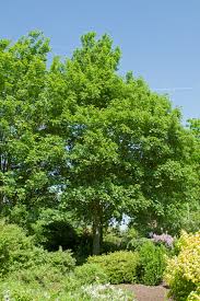 Attēlu rezultāti vaicājumam “Acer pseudoplatanus fo. purpurascens”