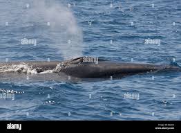 Image result for Balaenoptera borealis