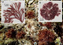 Attēlu rezultāti vaicājumam “Hildenbrandia rivularis”