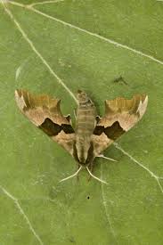 Attēlu rezultāti vaicājumam “Mimas tiliae”