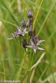 Attēlu rezultāti vaicājumam “Swertia perennis leaf”