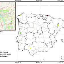 Attēlu rezultāti vaicājumam “Cystiphora sanguinea”