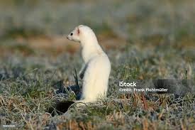 Attēlu rezultāti vaicājumam “Mustela erminea adult”