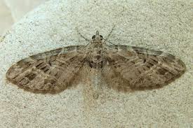 Attēlu rezultāti vaicājumam “Eupithecia exiguata”