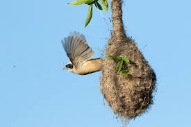 Attēlu rezultāti vaicājumam “Remiz pendulinus nest”
