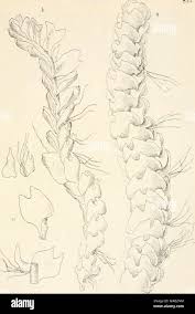 Attēlu rezultāti vaicājumam “Harpanthus scutatus”