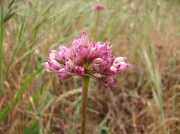 Attēlu rezultāti vaicājumam “Allium scorodoprasum fruit”