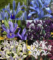 Attēlu rezultāti vaicājumam “Iris reticulata”