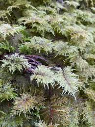 Attēlu rezultāti vaicājumam “Hylocomium splendens”